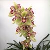 Cymbidium Isle 'Flamingo' 